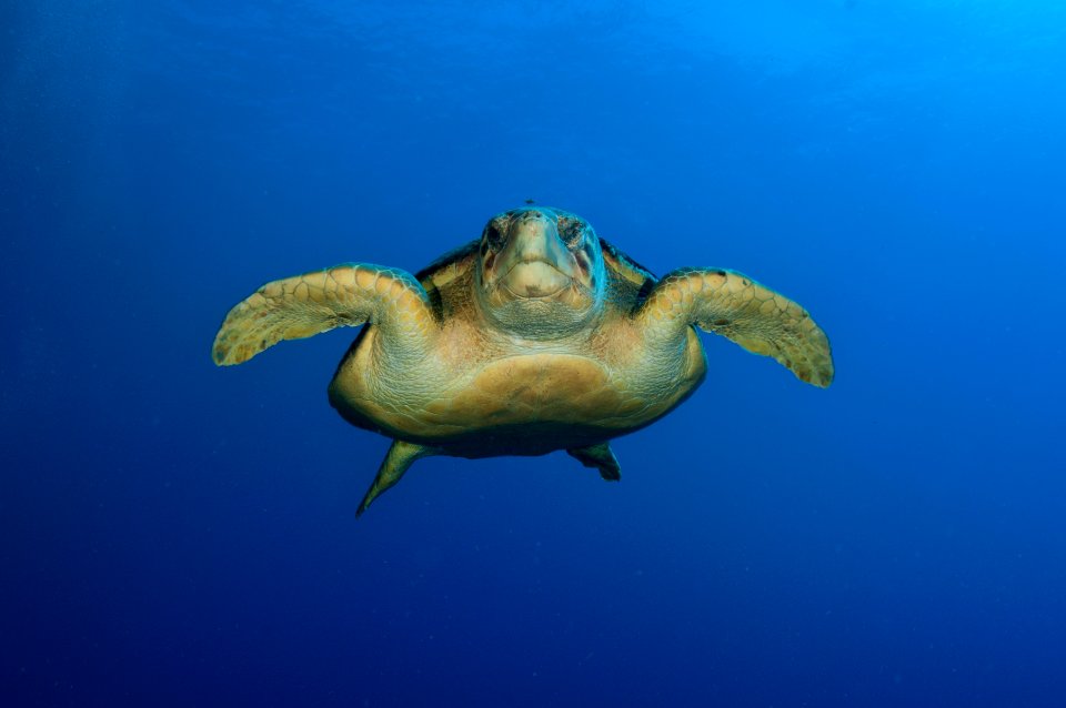 FGBNMS Loggerhead Turtle