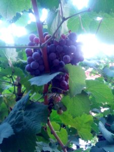 Agosto, tempo di vendemmia