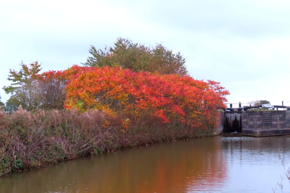Rhus typhina, the staghorn sumac
