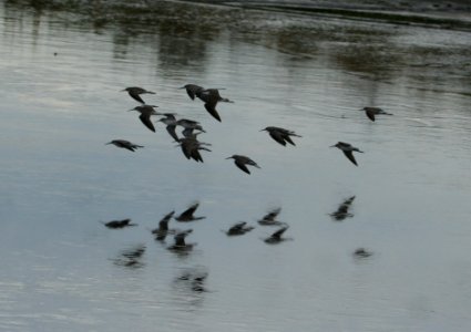 Stilt Sandpiper