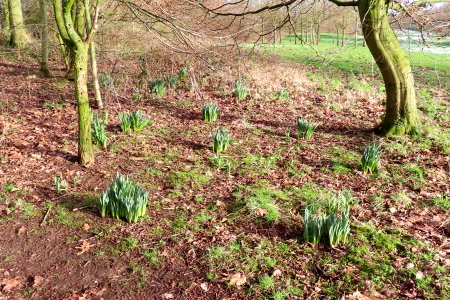Daffs in the Rough