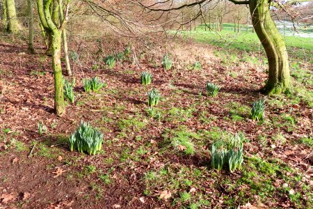 Daffs in the Rough photo