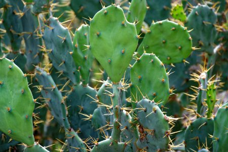 Naag Phani   Prickly Pear