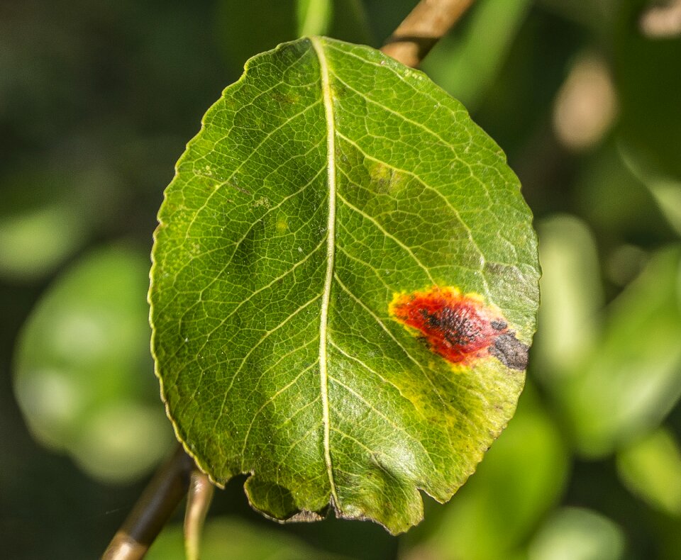 Infestation pest garden