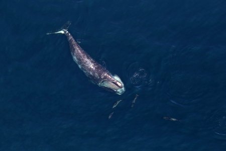 SBNMS North Atlantic right whale photo