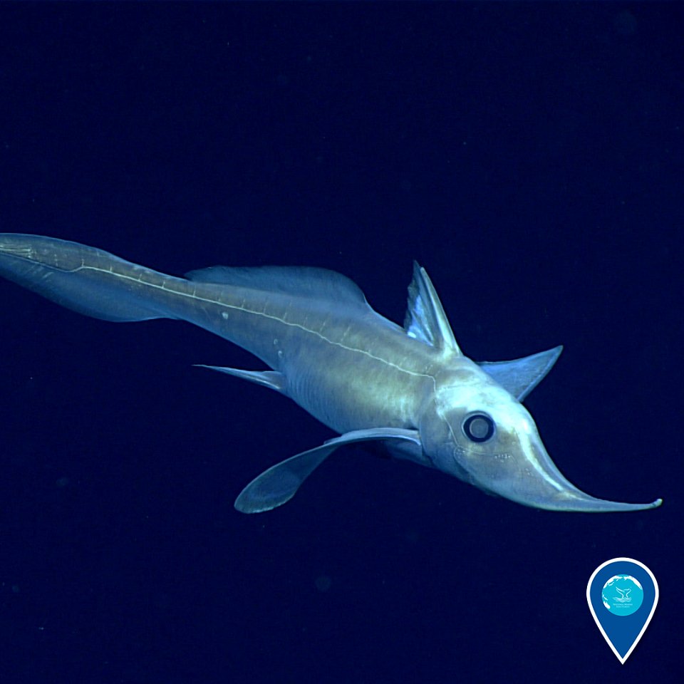 Misc. ghost shark