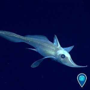 Misc. ghost shark photo