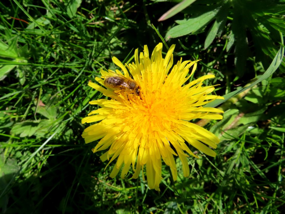Yellow Pollen