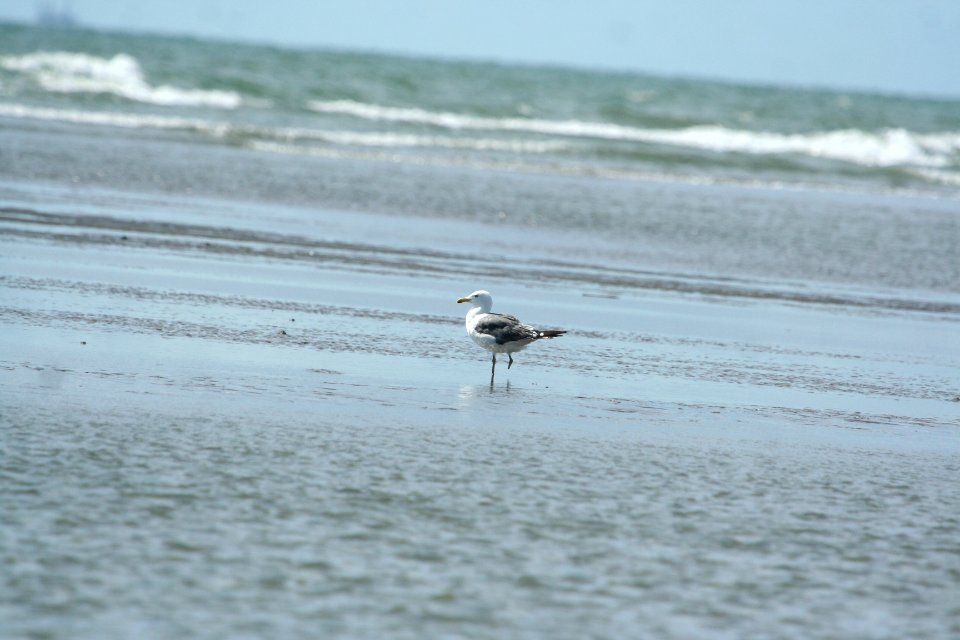 Lesser Black-backed Gull