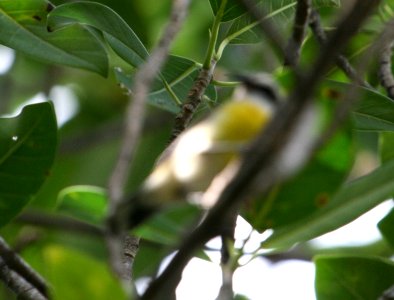 Bananaquit