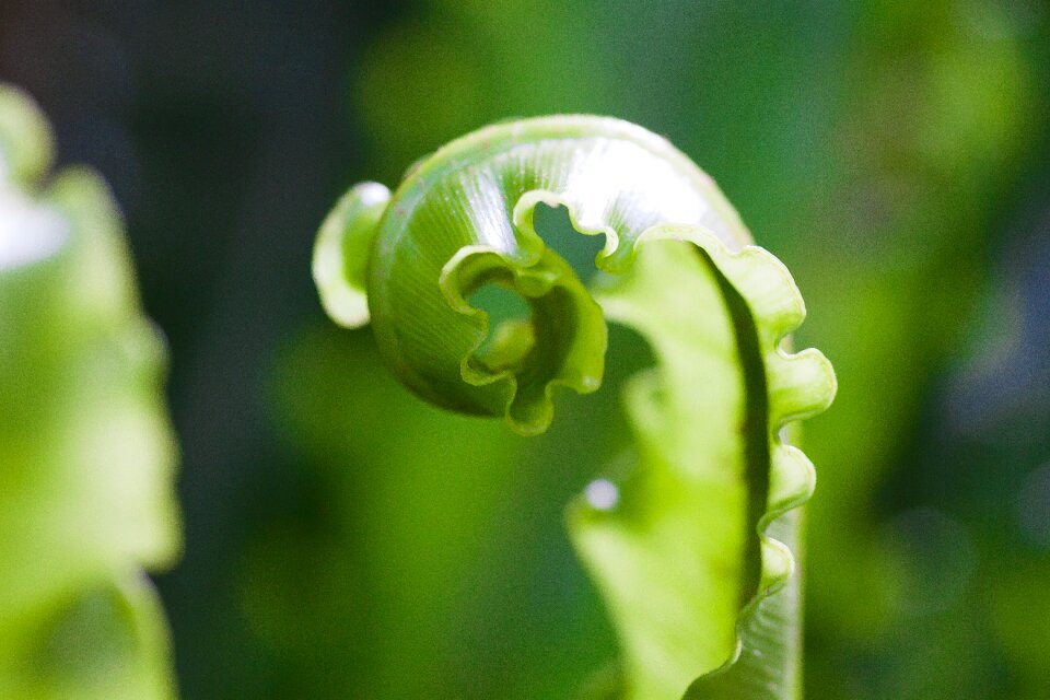 Plant vascular cryptogams summer