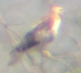 Buteo sp. (aberrant RTHA?)