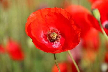 Klatschmohn poppy flower nature