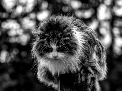 polecat Feb 2016 BW