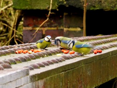 Christmas Dinner Birds photo