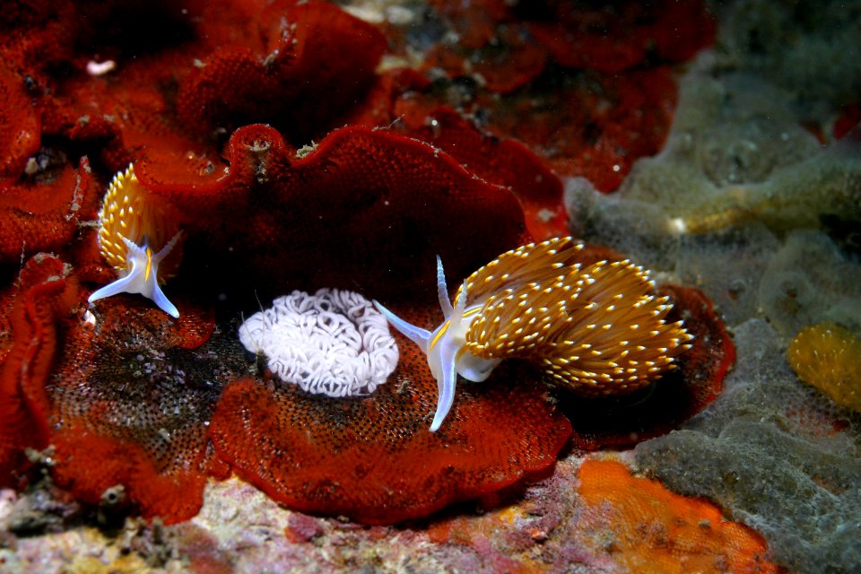 MBNMS nudibranchs crawl over invasive bryozoan