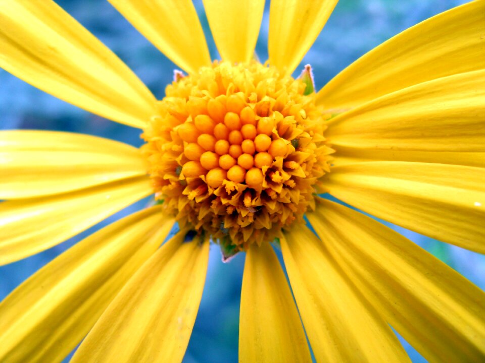 Flower daisy yellow
