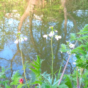 Cuckoo Flower