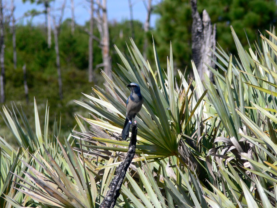 Florida Scrub Jay (banded)