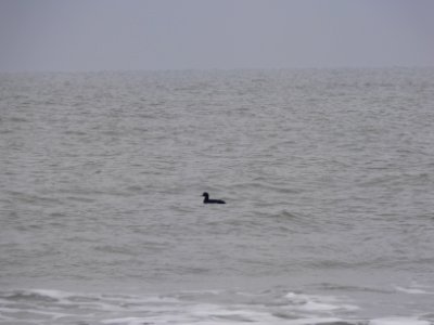 Black Scoter