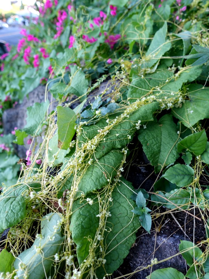 Dodder (Cuscuta sp.)