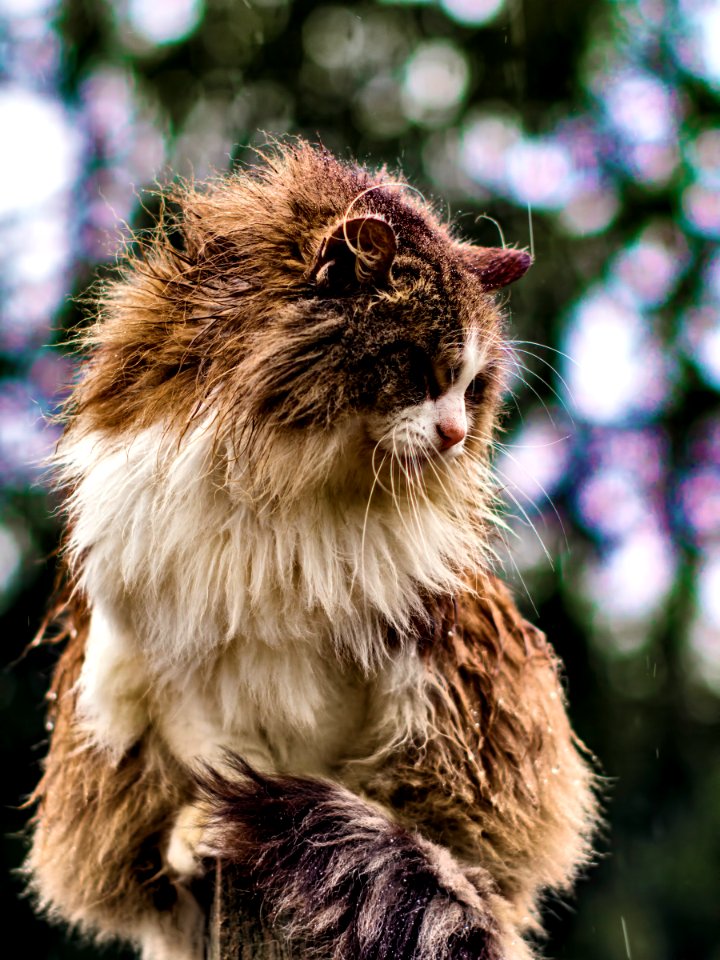 polecat Feb 2016-2 color