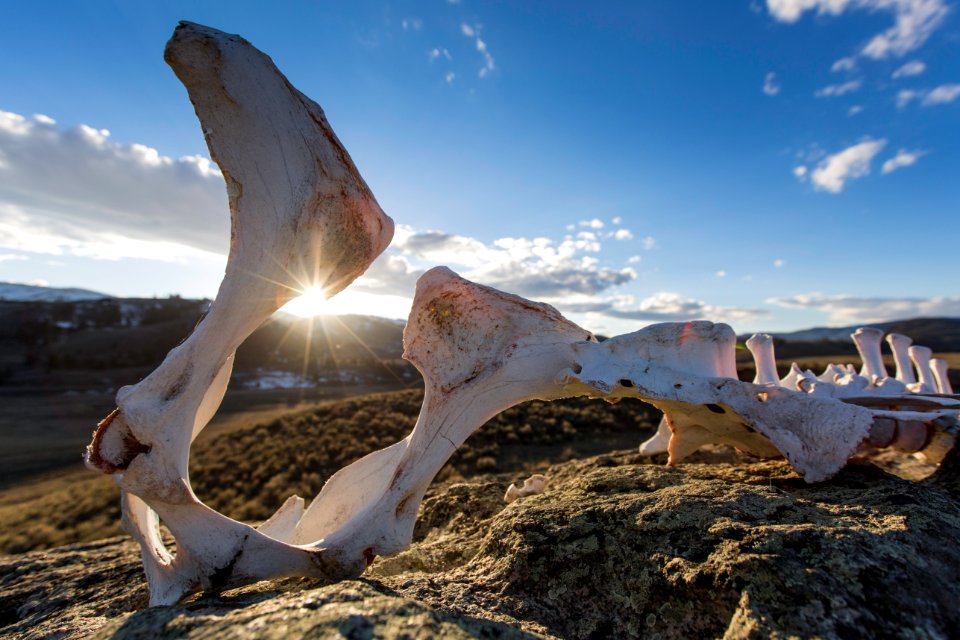 Bison bones, Lamar Valley