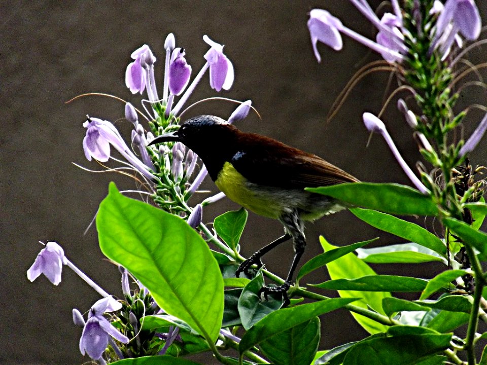 Purple-rumped Sunbird (Male)