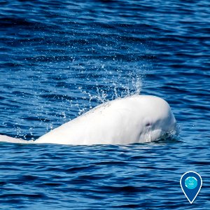 MBNMS albino Risso's dolphin photo