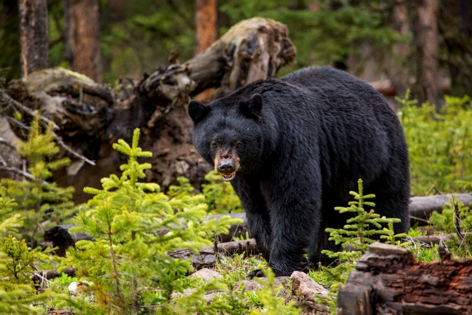 Black bear, Northeast Entrance
