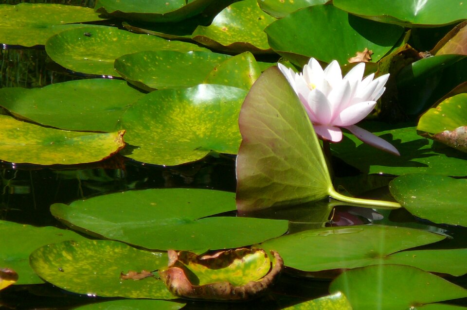 Pink lilly water flower