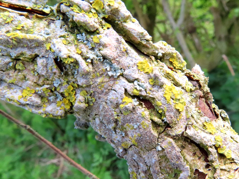 Lichen photo