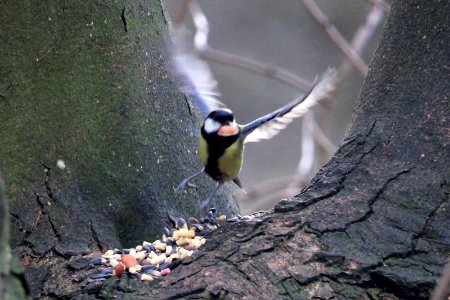 Nutty Tit