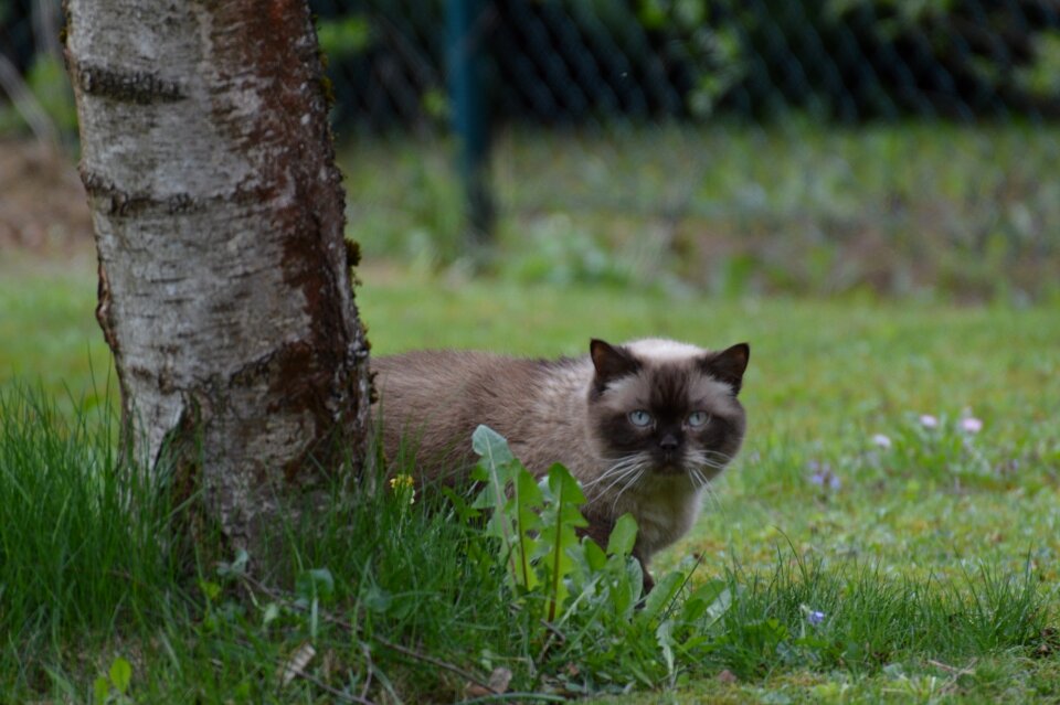 Blue eye fur brown