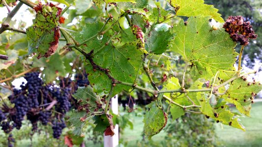 Grape (Vitis sp.): Erineum mites (leaf galls) and anthracnose (leaf spots) photo