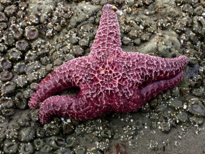 OCNMS Sea star photo