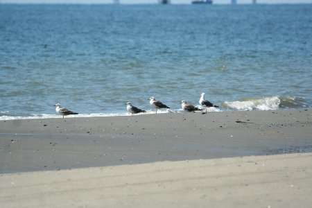 Lesser Black-backed Gulls photo
