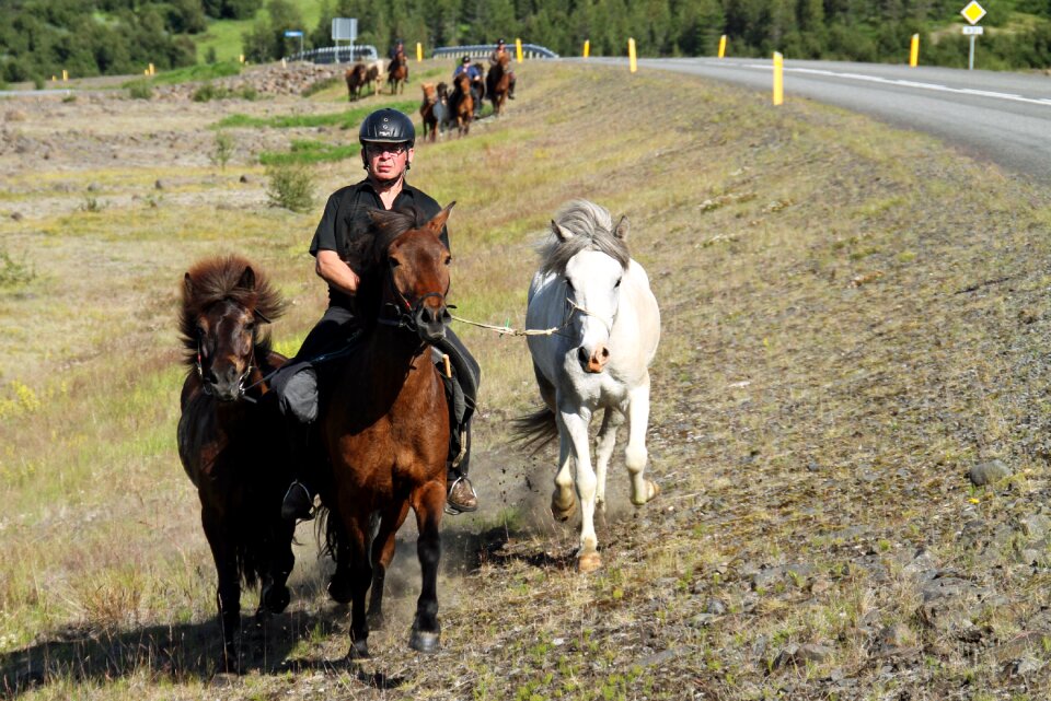 Outdoor scenery horses