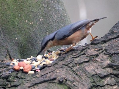 Nutty Nuthatch photo