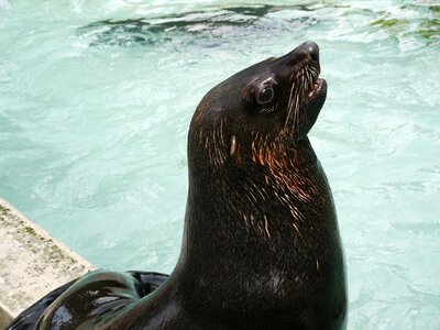 Meeresbewohner animal world water