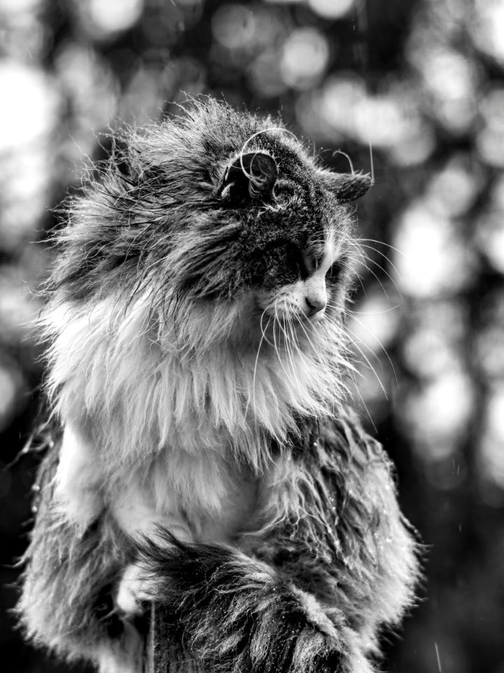 polecat Feb 2016-2 BW