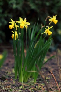 Narcissus flower yellow photo