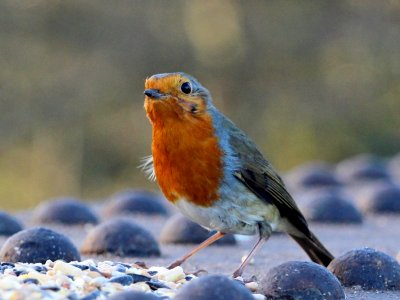 Boxing Day Robin