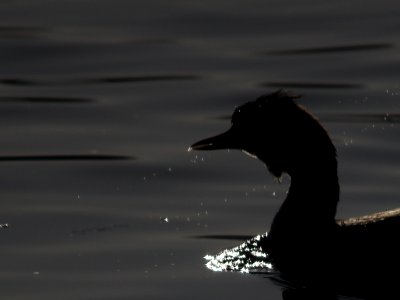 A Grebe called Charlie. photo