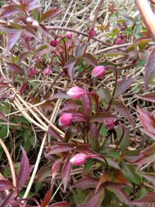 Pink Clematis Buds