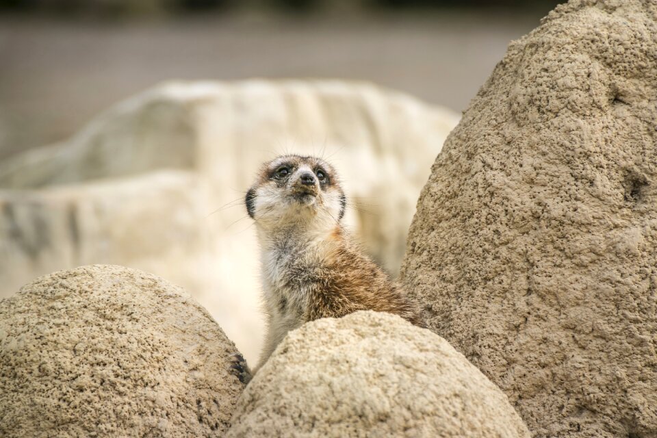 Curious animal tiergarten
