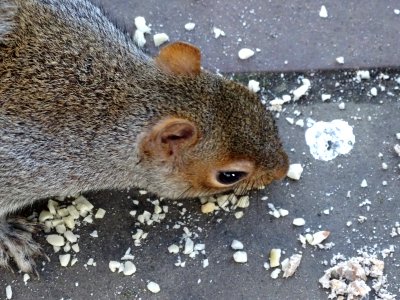 Grosvenor Park Squirrel. photo