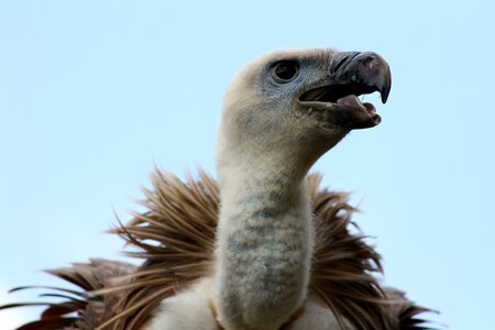 Vulture head vulture beak white backed vulture