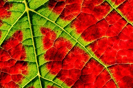 Vine emerge close up