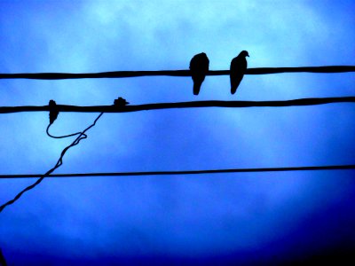 Pajaritos electricos